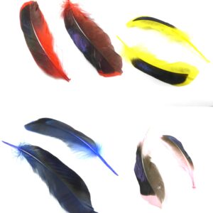 Φτερό δίχρωμο γνήσιο χήνας  104-140x20-31mm /10 τμχ